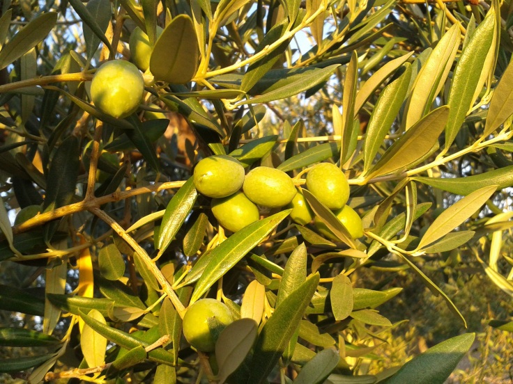 biancolilla olive