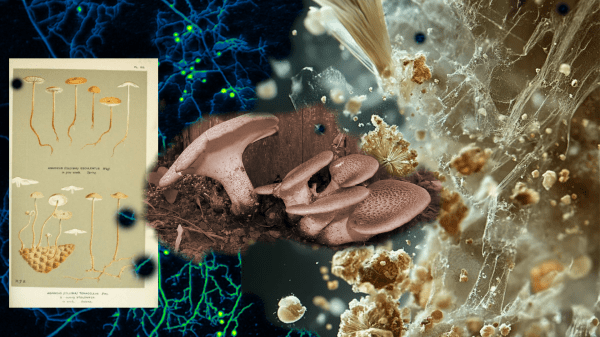 The network of a mushroom is underground.